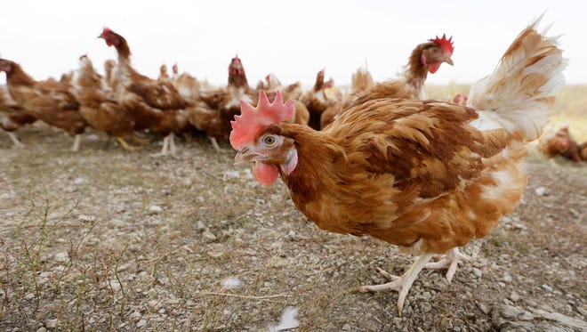 In this Oct. 21, 2015, file photo, cage-free chickens walk in a fenced pasture at an organic farm near Waukon, Iowa.