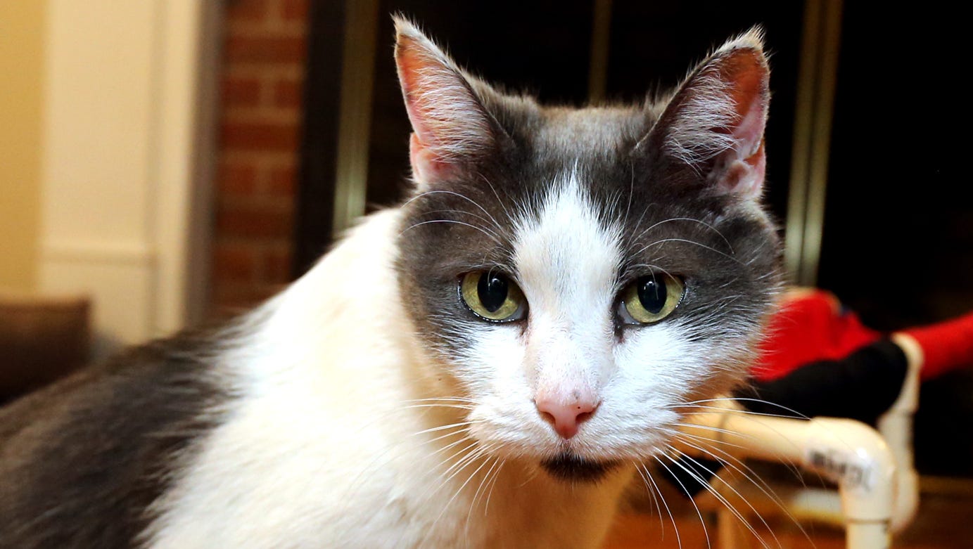 Paducah woman has 28 cats seized