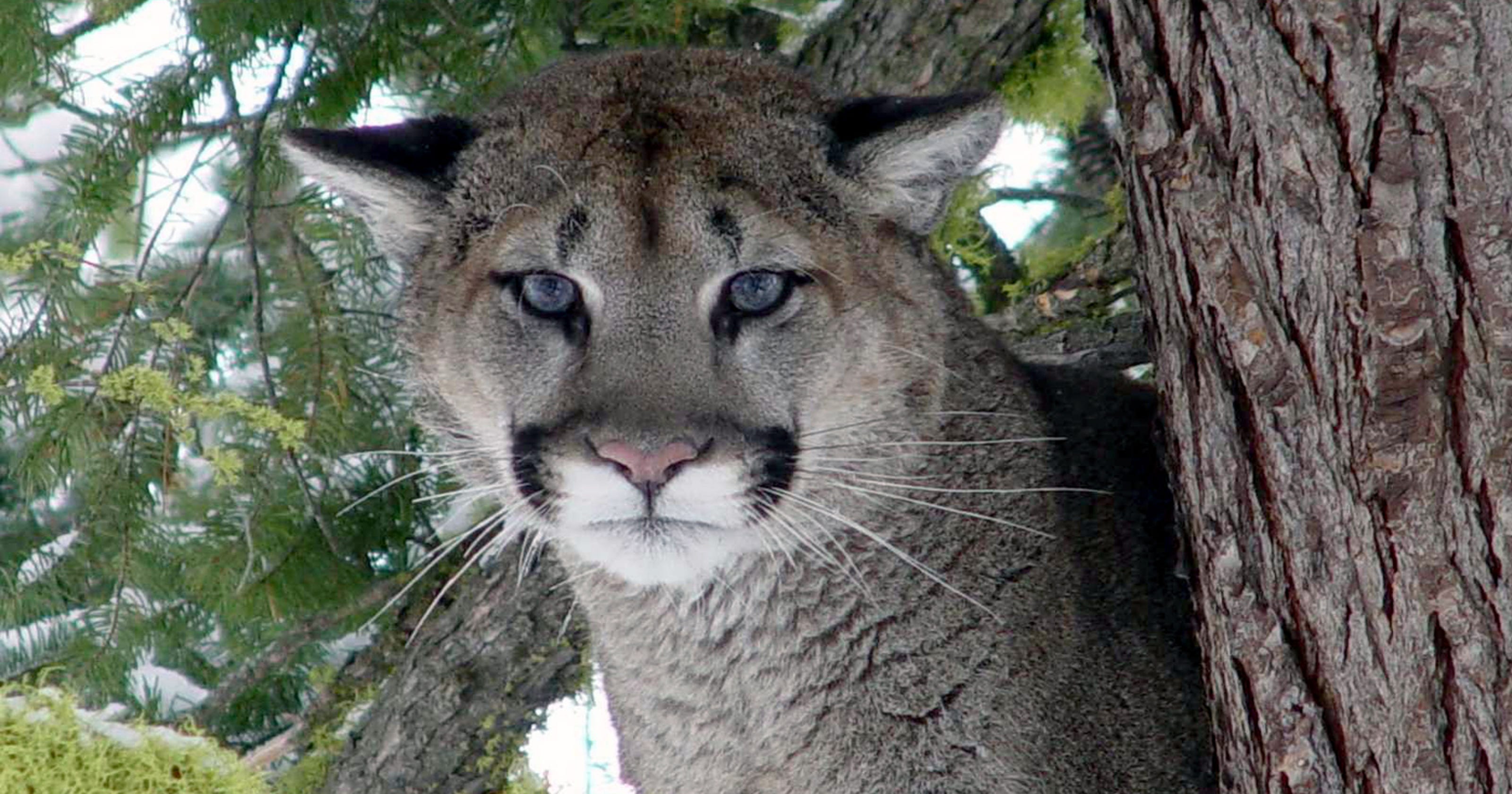 Oregon's first ever fatal cougar attack reported near Mount Hood