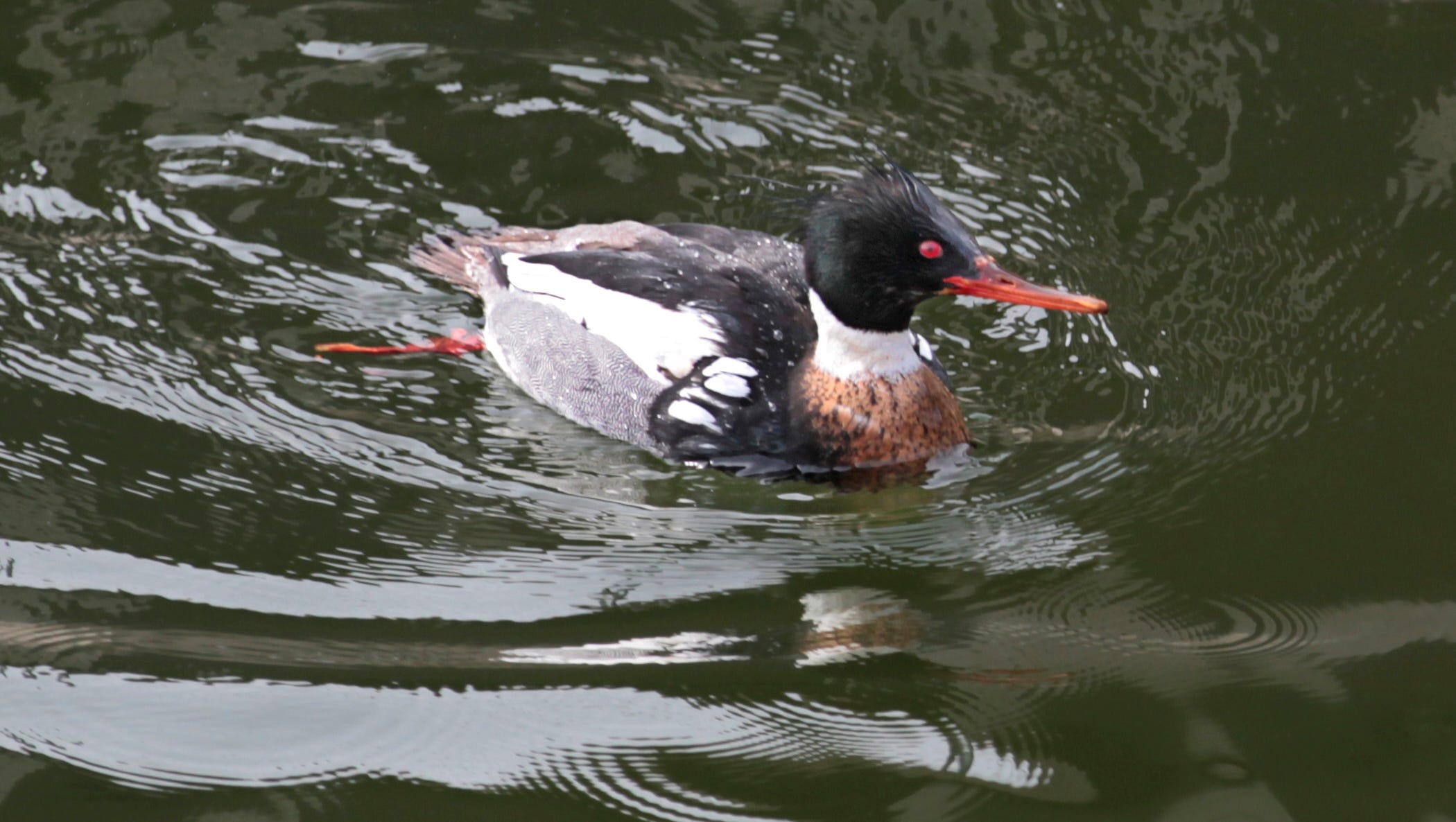 Trout Fishing Off Hungry Ducks May Be Reason