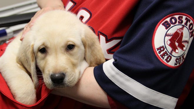 Ortiz, a yellow Lab is a Seeing Eye puppy who was named in honor of Boston Red Sox player, David Ortiz.