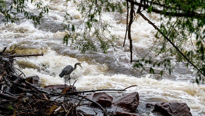 A great blue heron stands on the edge of the Poudre River in Fort Collins during high water in May 2015.