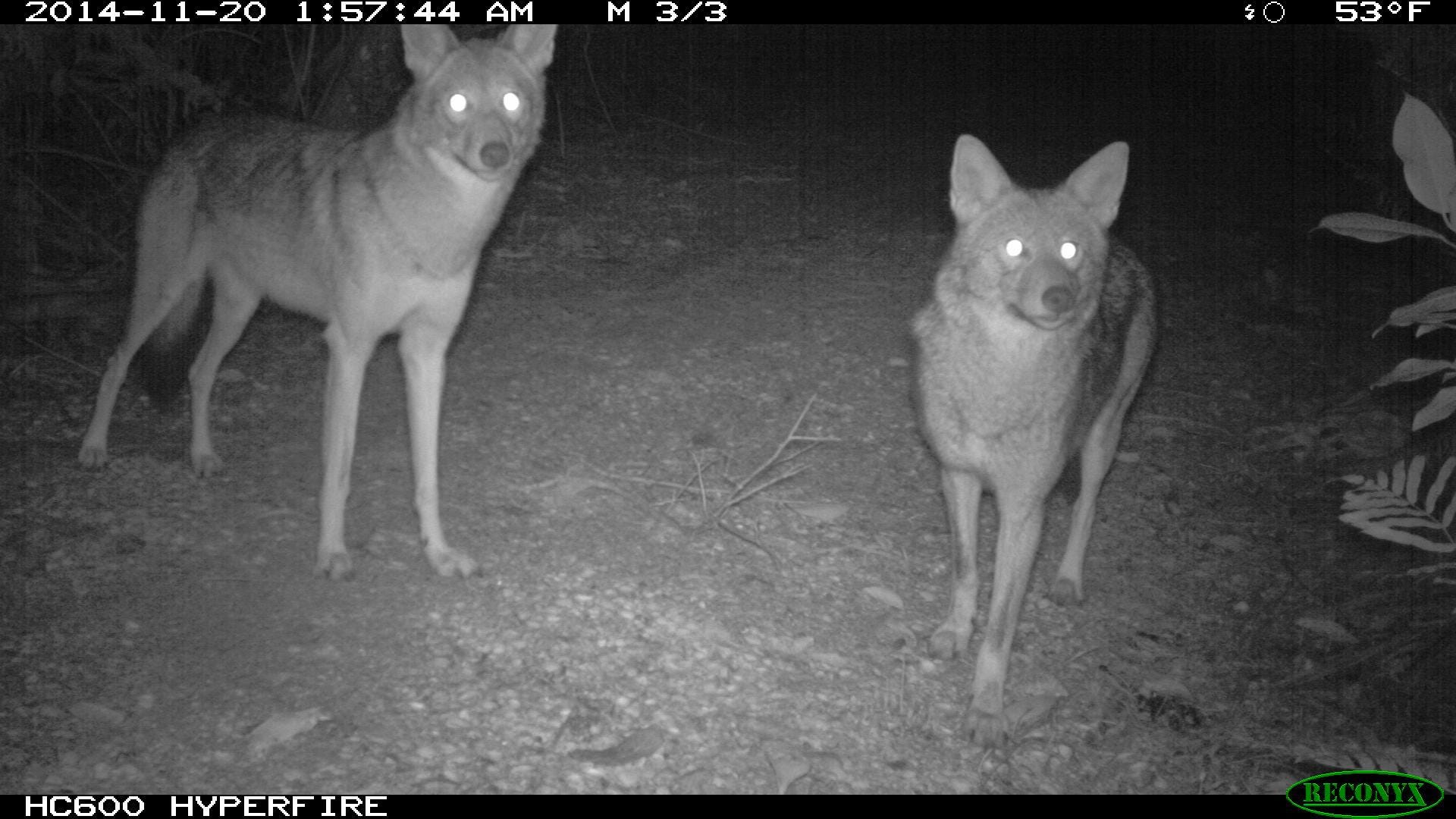 Coyotes Raid Sanibel Sea Turtle Nests