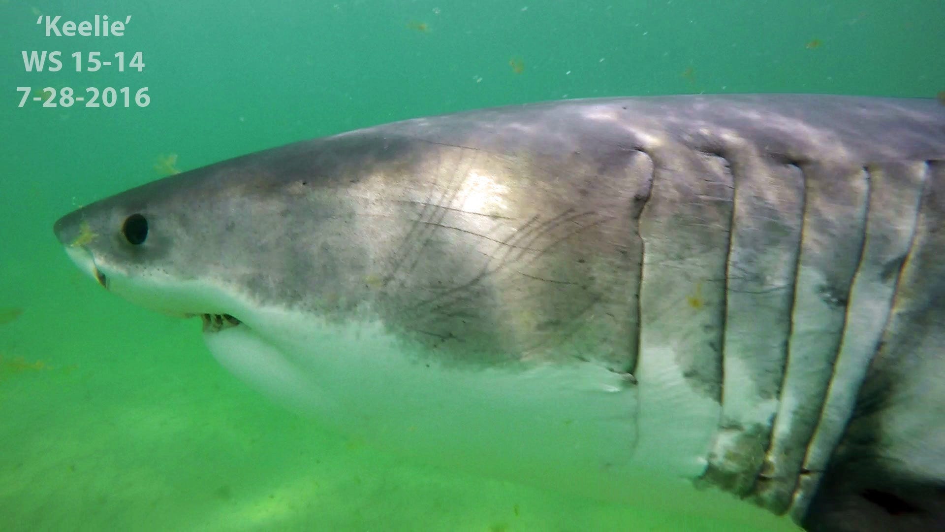 Great white shark research consortium will coordinate shark studies