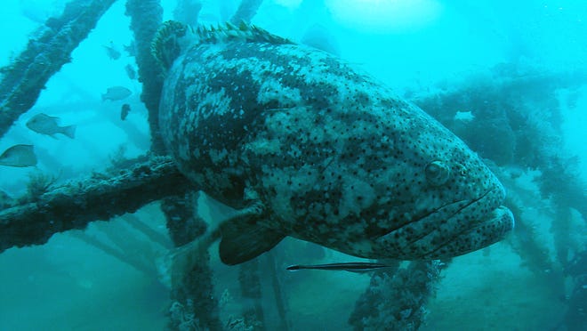 
A goliath grouper swims through the ARC Tower artificial reef.
