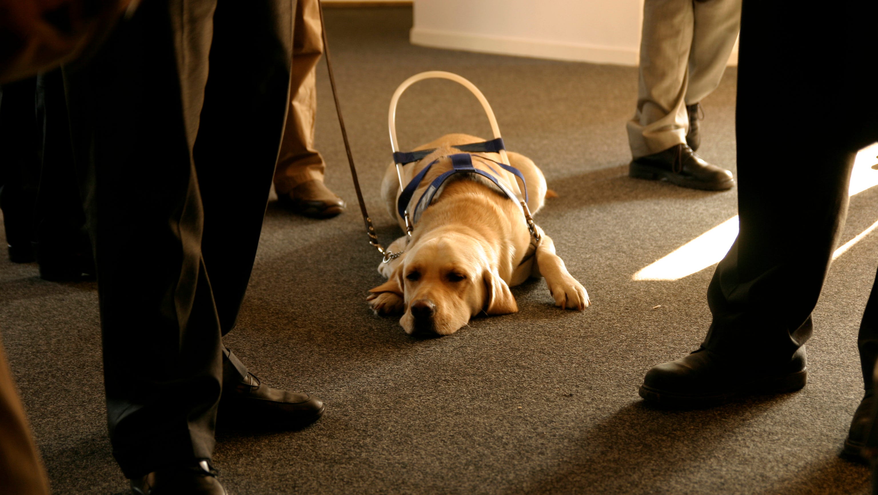 Crossing the line from pet to service animal