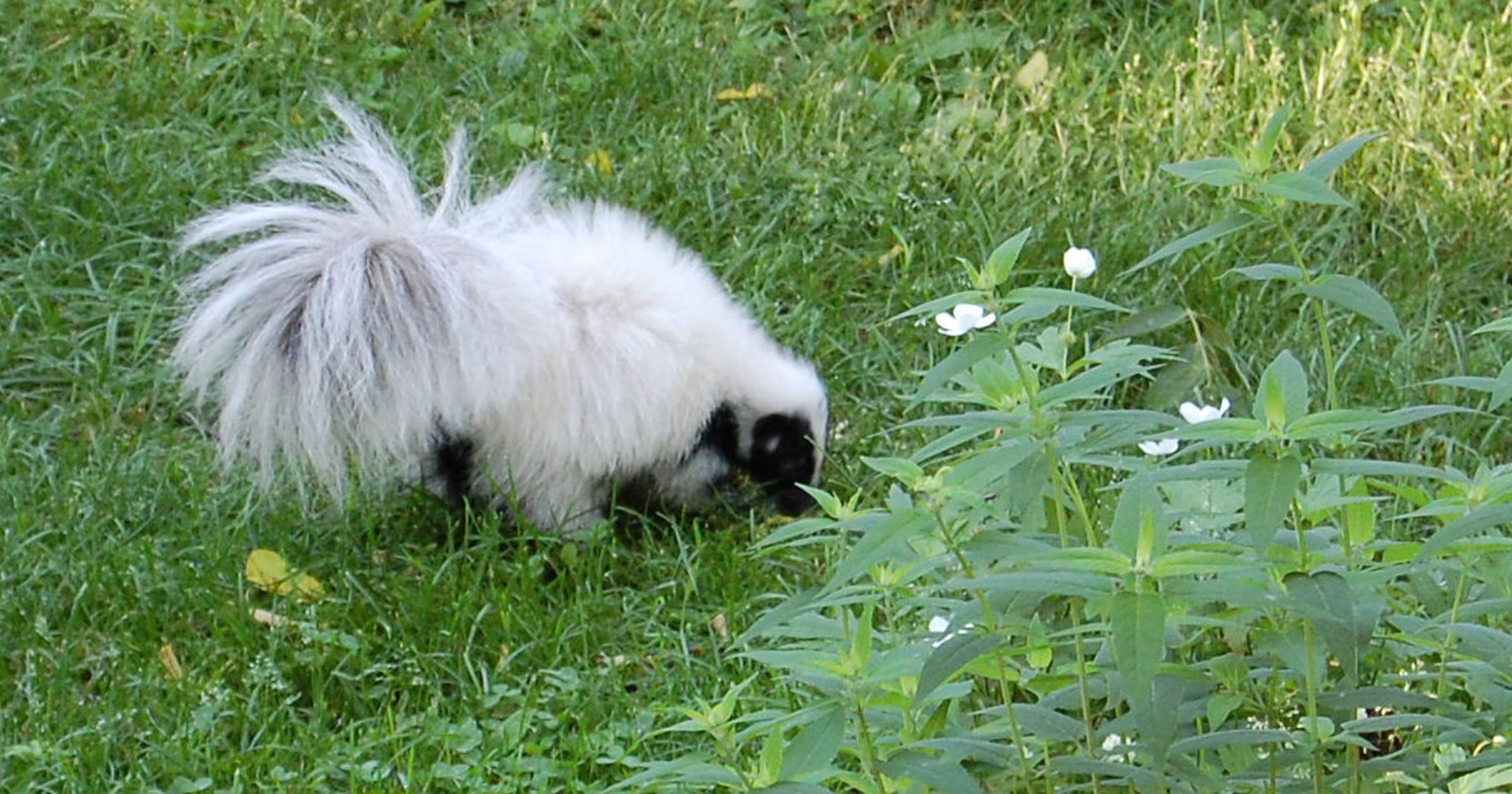 Lansing man gets second chance with rare skunk