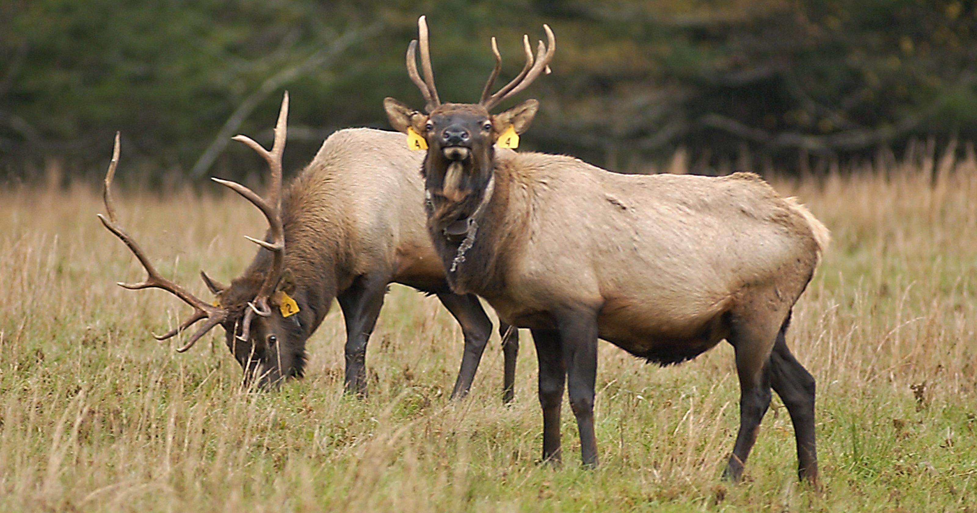 NC Wildlife Proposes Elk Hunting Season nc-wildlife-proposes-elk-hunting-season
