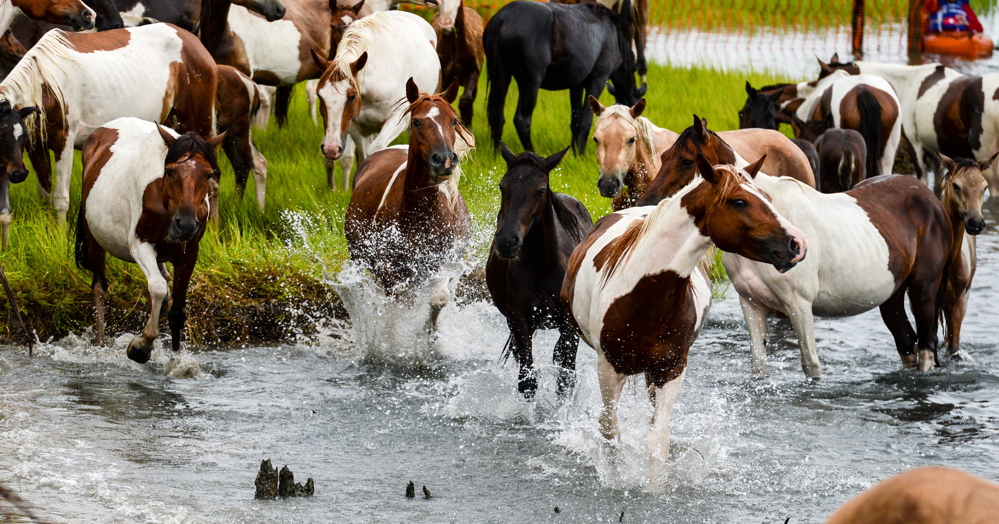 Chincoteague Pony Swim 2018: Rain, mud don't deter crowds
