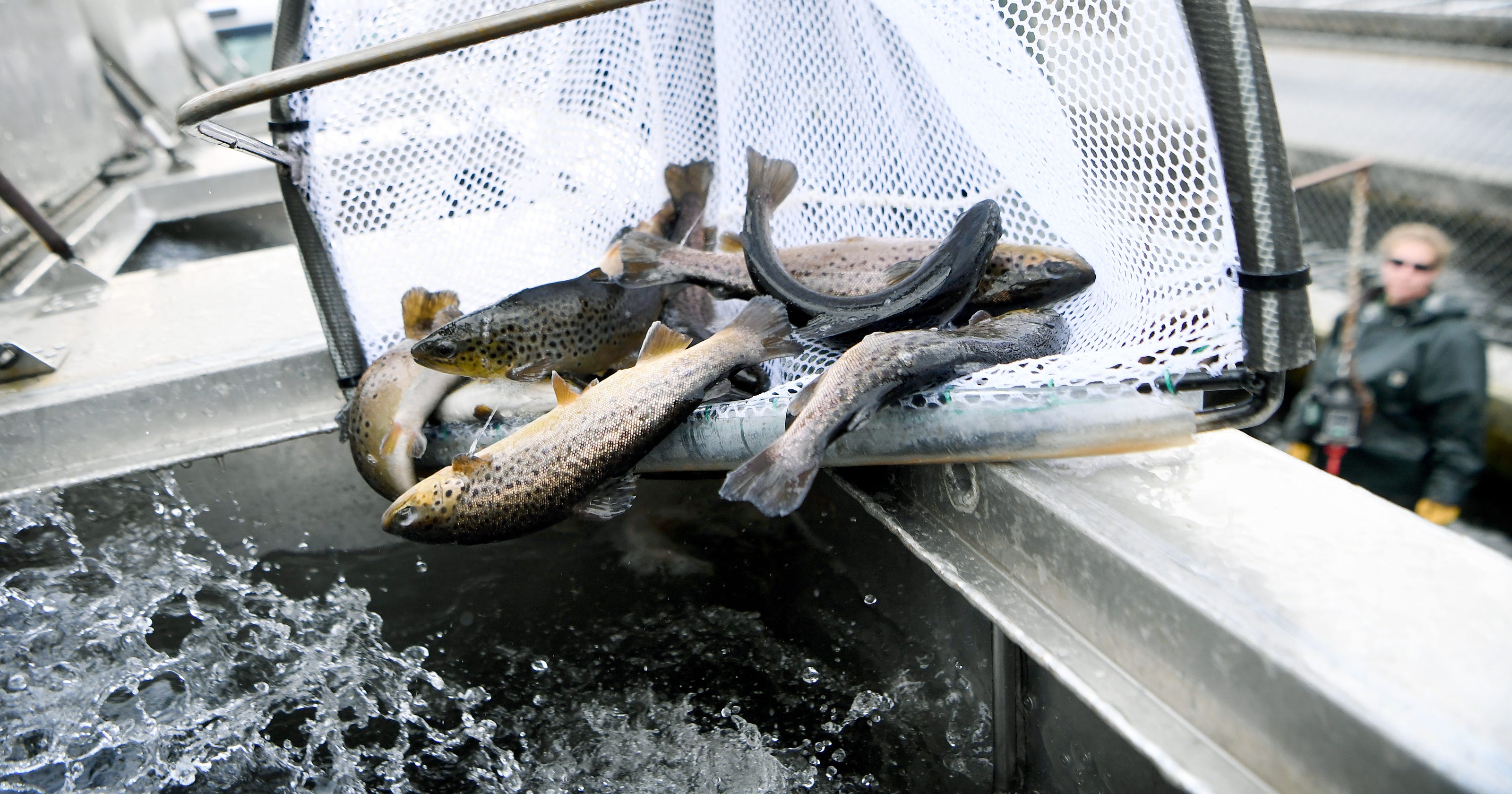 nc trout fishing stocking schedule