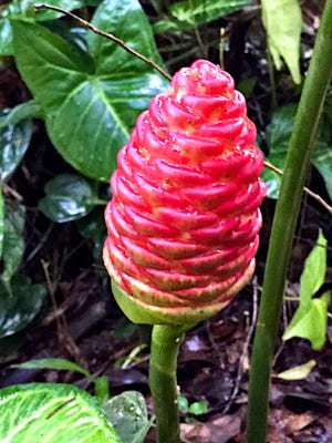 The "flower" of this ginger is actually a scaled set of bracts.