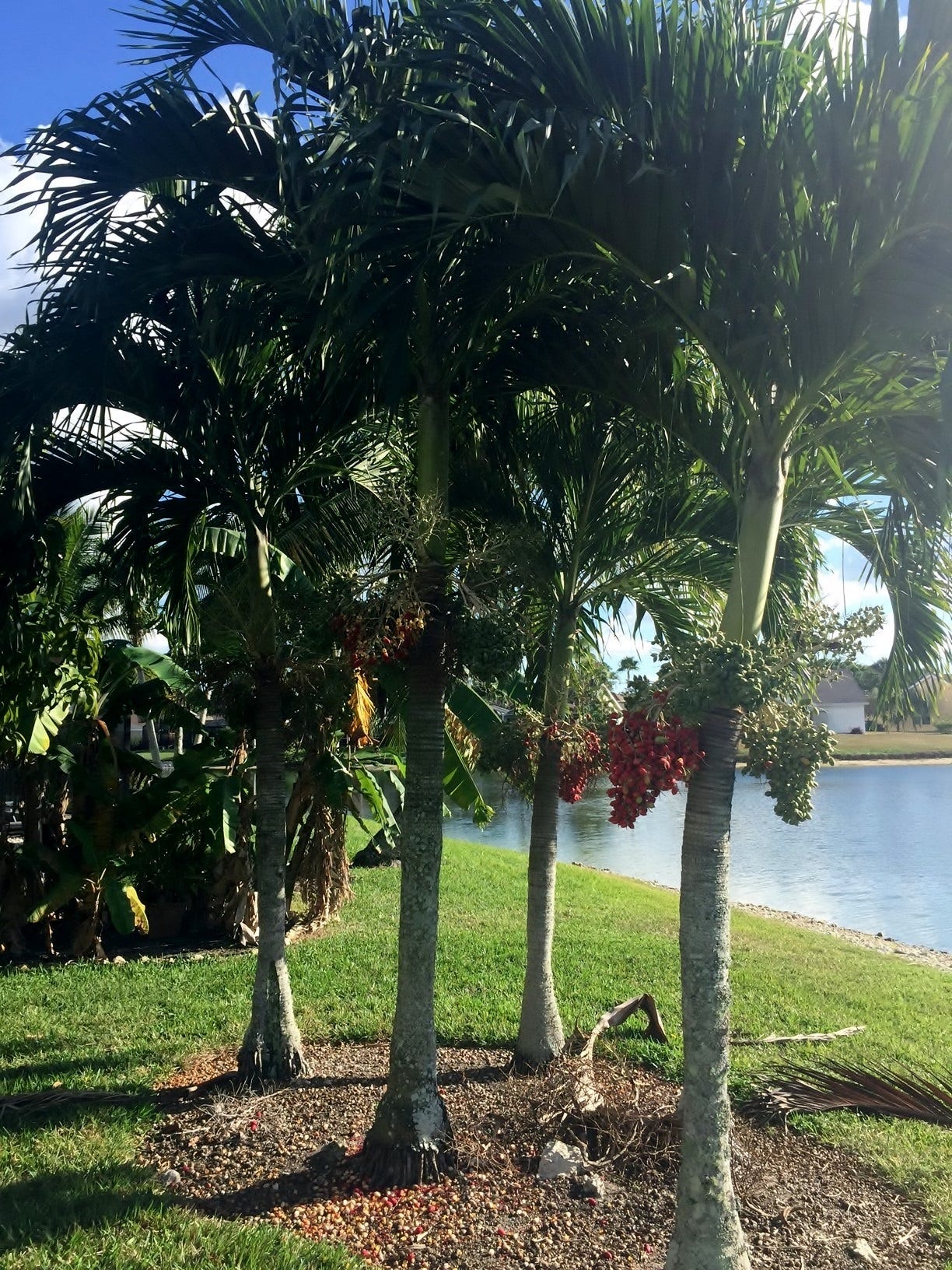 Using Small Palm Trees To Create A Tropical Paradise