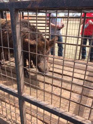 in this file photo, a feral hog is seen after it was captured April 6 at the Semper Gratus Helicopter Hog Hunt in Truscott, Texas. The USDA said normal trapping and hunting are inadequate as they estimate at least 70 percent of the feral hog population would have to be removed each year to prevent population growth.