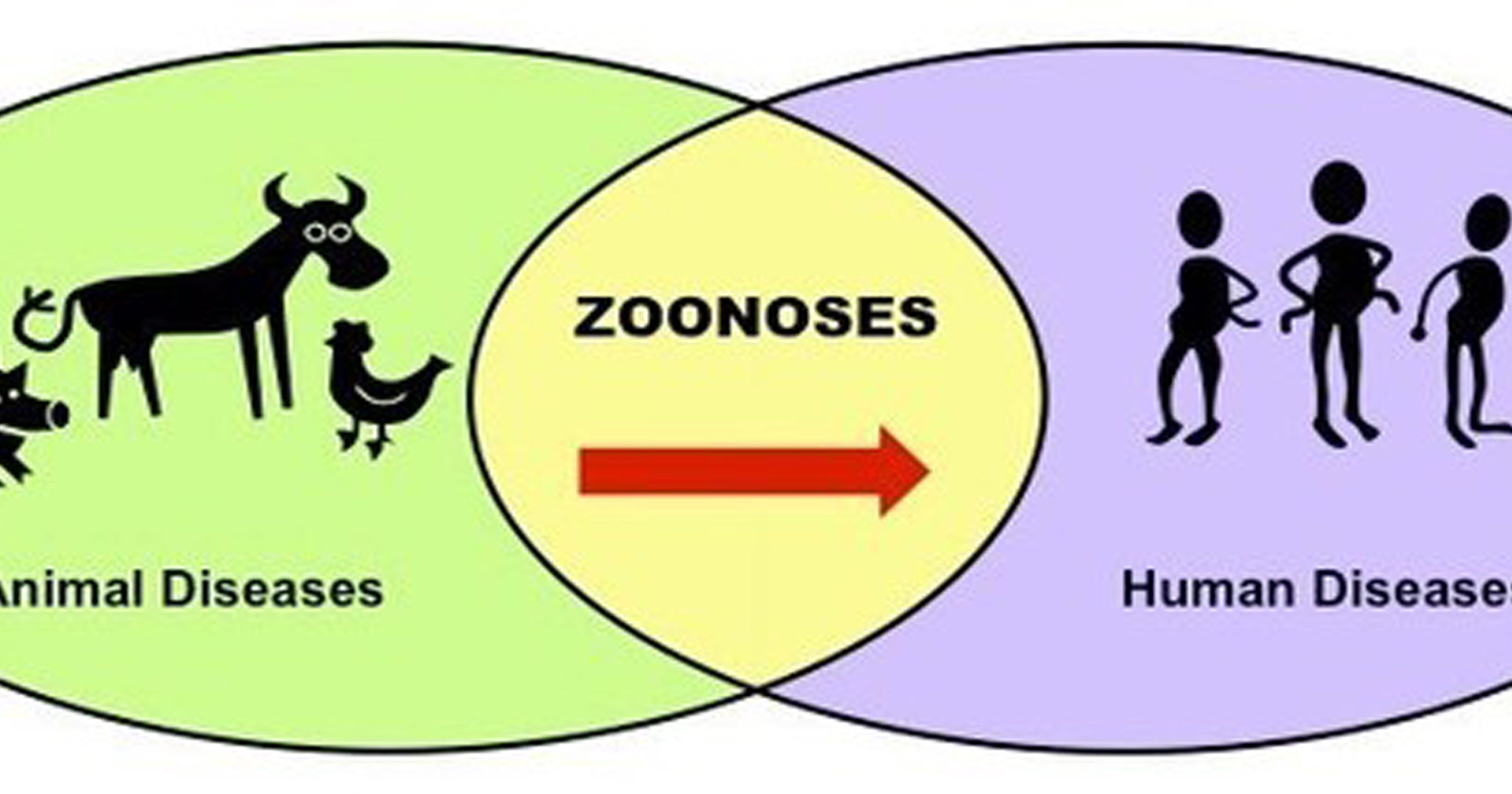 4H’s healthy approach to zoonotic diseases 4H’s healthy approach to zoonotic diseases