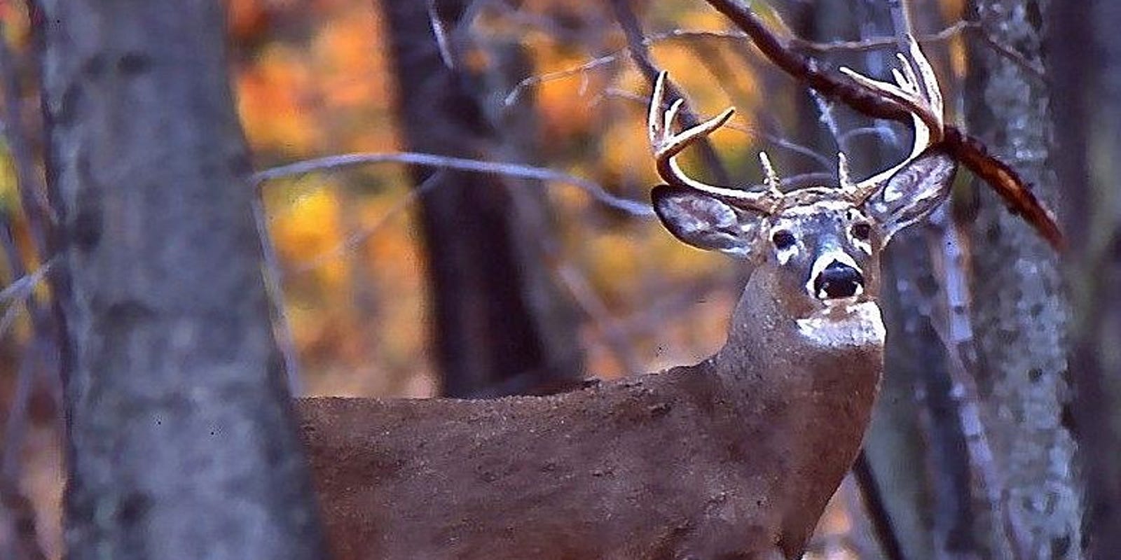 NYS deer harvest declines in 2017, according to DEC