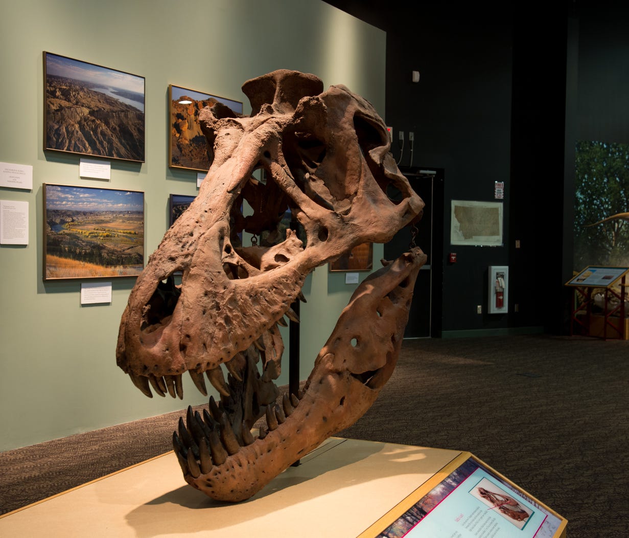An exhibit of Peck's Rex's skull, one of the most complete T. rex skeletons ever found and found near Fort Peck-at the Fort Peck Interpretive Center in Fort Peck, Montana.