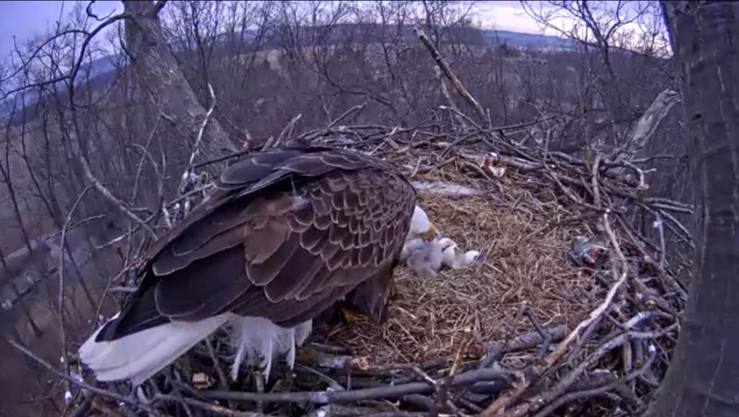 Cute Alert Second Eaglet Hatches On Live Stream Cute Alert Second Eaglet Hatches On Live Stream
