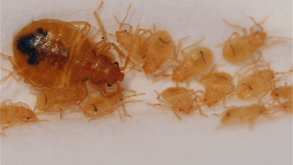 Fond Du Lac Tenants Landlords Battle Bedbugs At Apartment Complexes