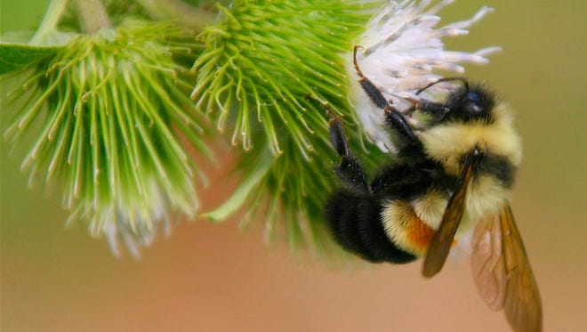 Abundance of the rusty patched bumblebee has plummeted by 87 percent, the U.S. Fish and Wildlife Service said.