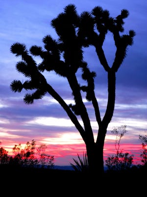 A Joshua tree stands in the high Mojave Desert.