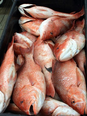 Red snapper caught from the Gulf of Mexico