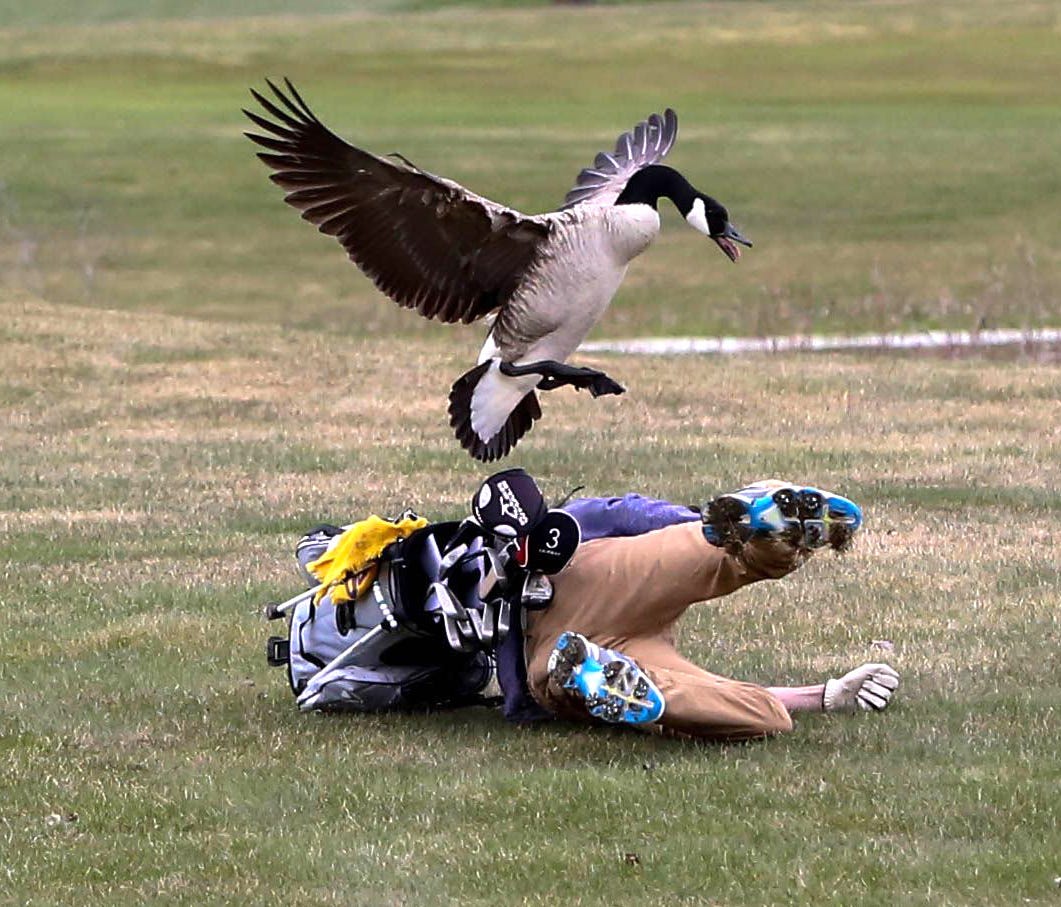 A goose attacks golfer Isaac Couling of Concord High School during the Madison Tournament on Saturday, April 21, 2018, at Wolf Creek Golf Course in Adrian.