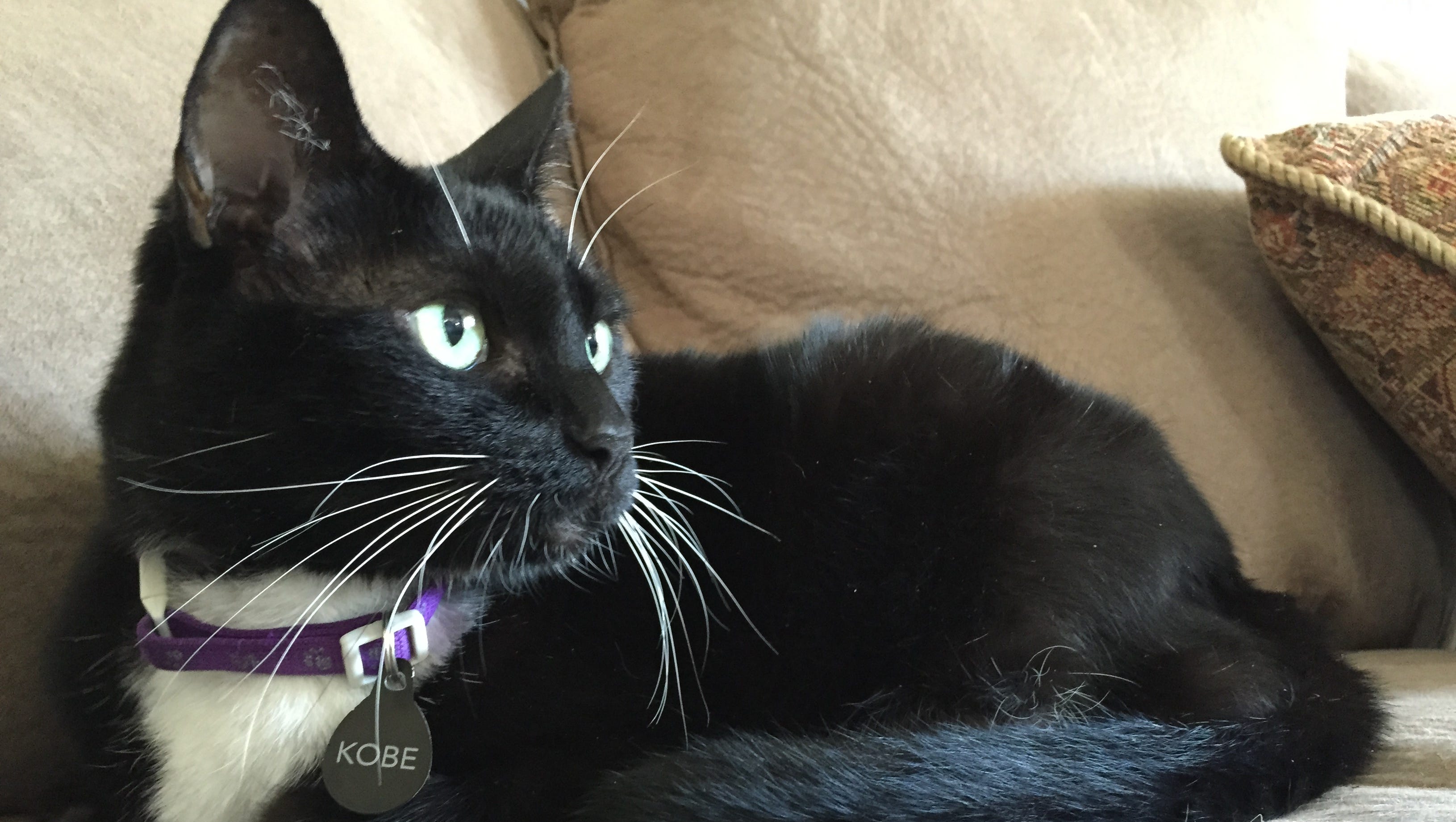 I Named My Cat After Kobe Bryant 16 Years Ago