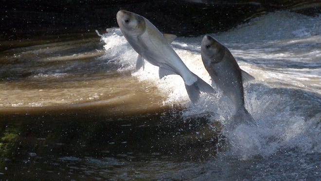 Silver Asian carp leap from the Illinois River near Bath, Ill. on Wednesday, September 8, 2010. Noise from boats causes the carp to leap.