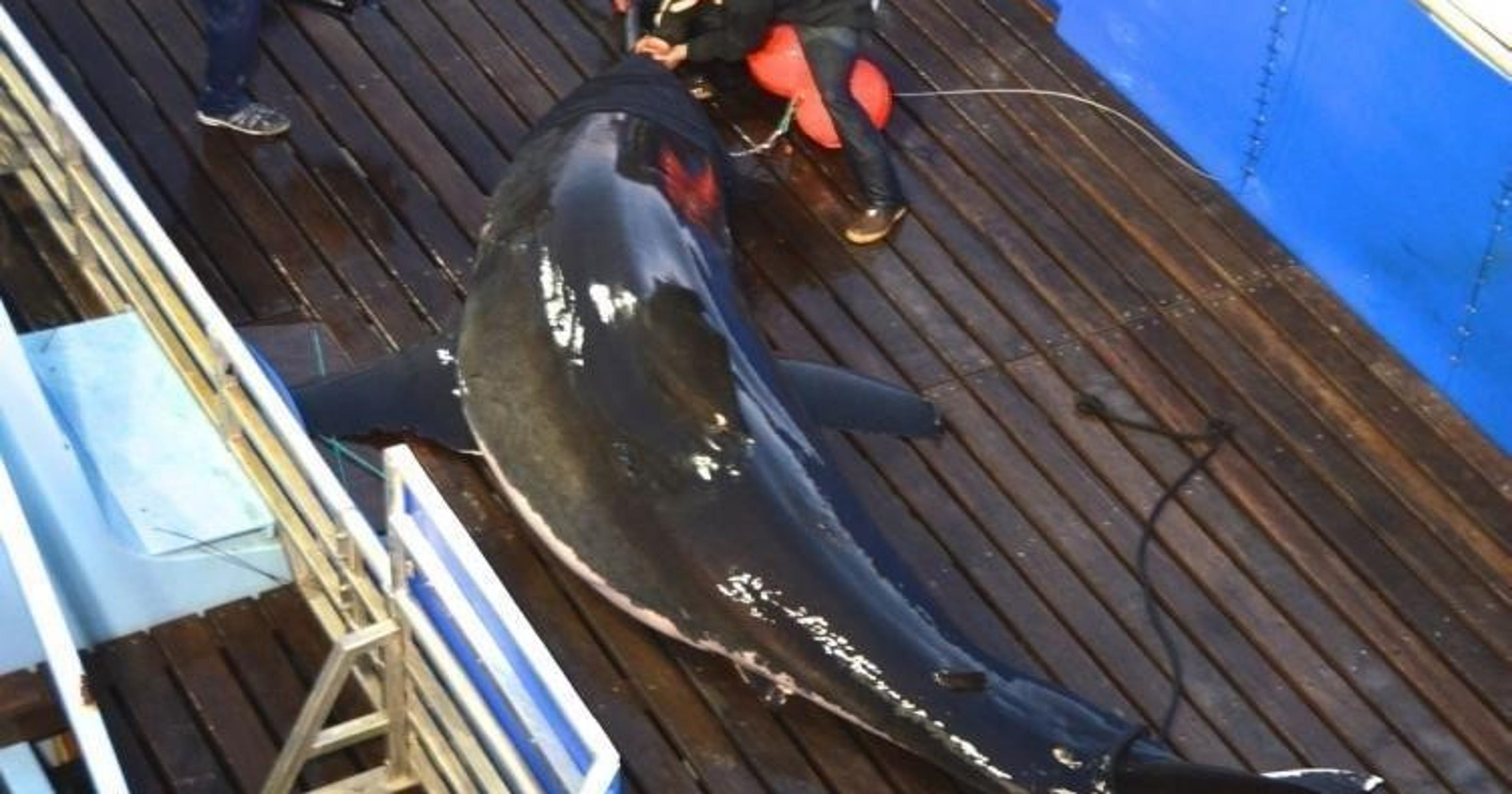 Unbelievable Great White Shark Tracker Leebeth The Untold Truth – Discover The Shocking Details - ttwiqn6