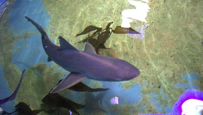 A shark swims in a basement swimming pool in LaGrangeville, N.Y.