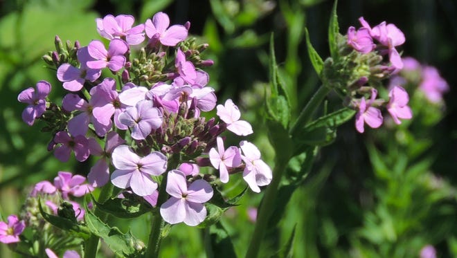 Deceptively beautiful, Dame’s rocket is often mistaken for native wild phlox and planted in gardens and borders. Like many invasive plants, late spring and early summer are the peak bloom season.