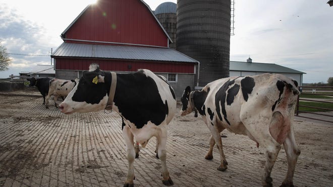 Cows walk from a barn after being milked on a farm in April near Cambridge. Laurie Fischer of the American Dairy Coalition argues that immigration reform is needed to ensure there will be enough workers to milk cows.