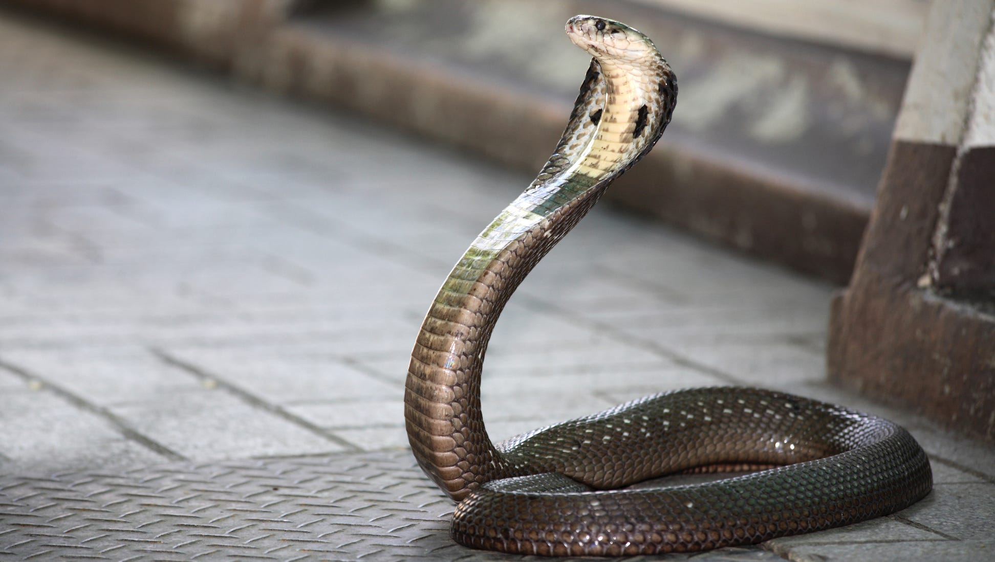 Florida To Crack Down On Cobras Florida To Crack Down On Cobras