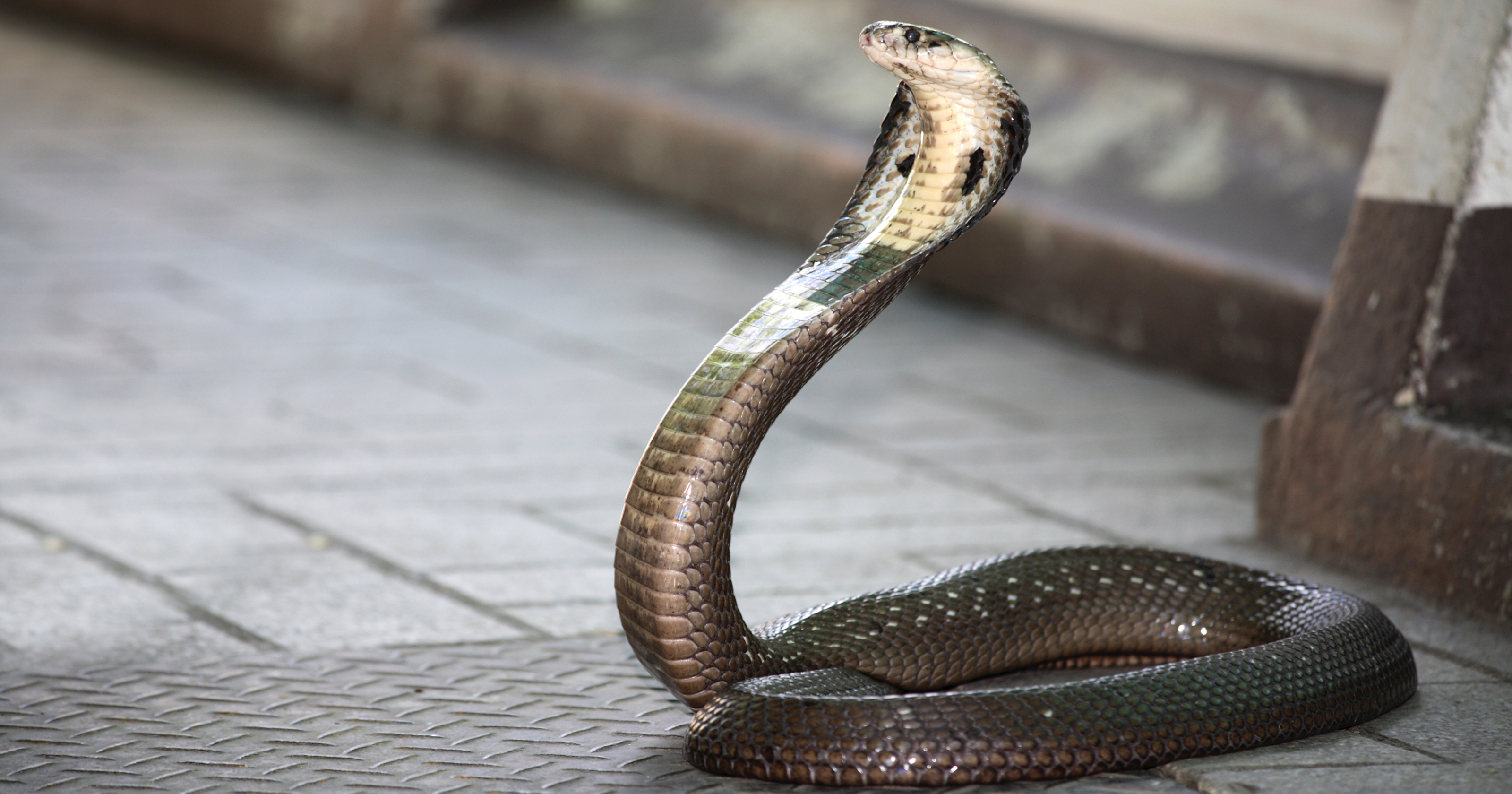 Florida To Crack Down On Cobras