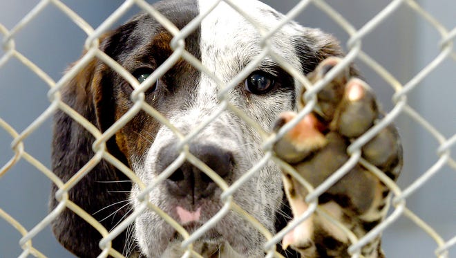 A pointer / hound mix named Dickens looks out from a pen at the Shenandoah Valley Animal Services Center in Lyndhurst on Wednesday, Feb. 4, 2015. 
