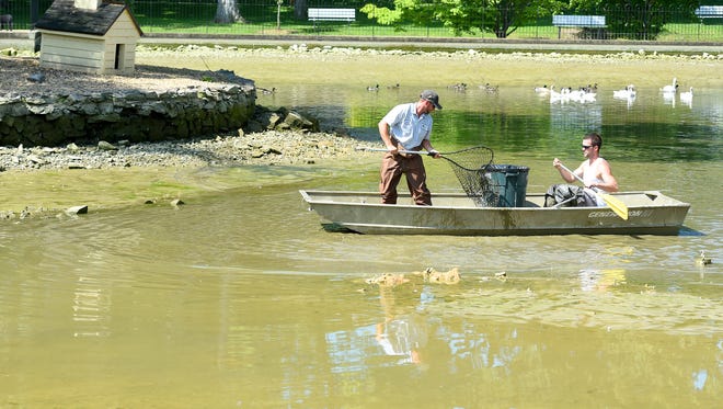 Using a boat and net, employees with Staunton Parks and Recreation work to save as many fish as they can from the duck pond in Gypsy Hill Park after it sprung a leak with most of the water draining out on Friday, July 1, 2016.
