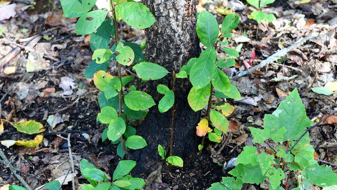 New shoots sprout up from the base of a tree which had previously burned in the forest along a trail in the Shenandoah National Park, just off the Skyline Drive on Tuesday, Oct. 11, 2016. The trail was among the more than 10,000 acres which burned as part of the Rocky Mountain fire which burned six months ago. 