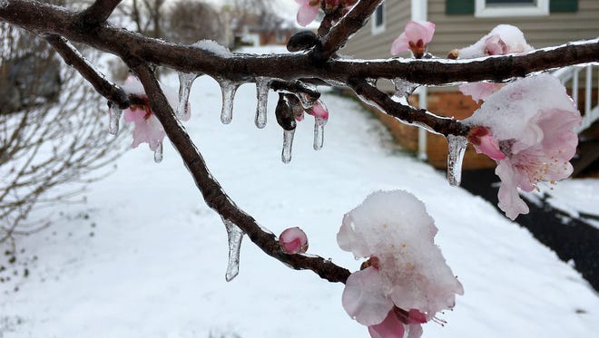 Ice and snow cling to the blossoms and branches of an almond tree in Staunton on Monday, March 14, 2017.