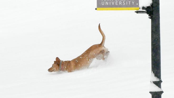 A dog is allowed to frolic in the snow briefly off leash while on a walk, it's human nearby with leash, on the campus of Mary Baldwin University during a spring snow storm on Wednesday, March 21, 2018.