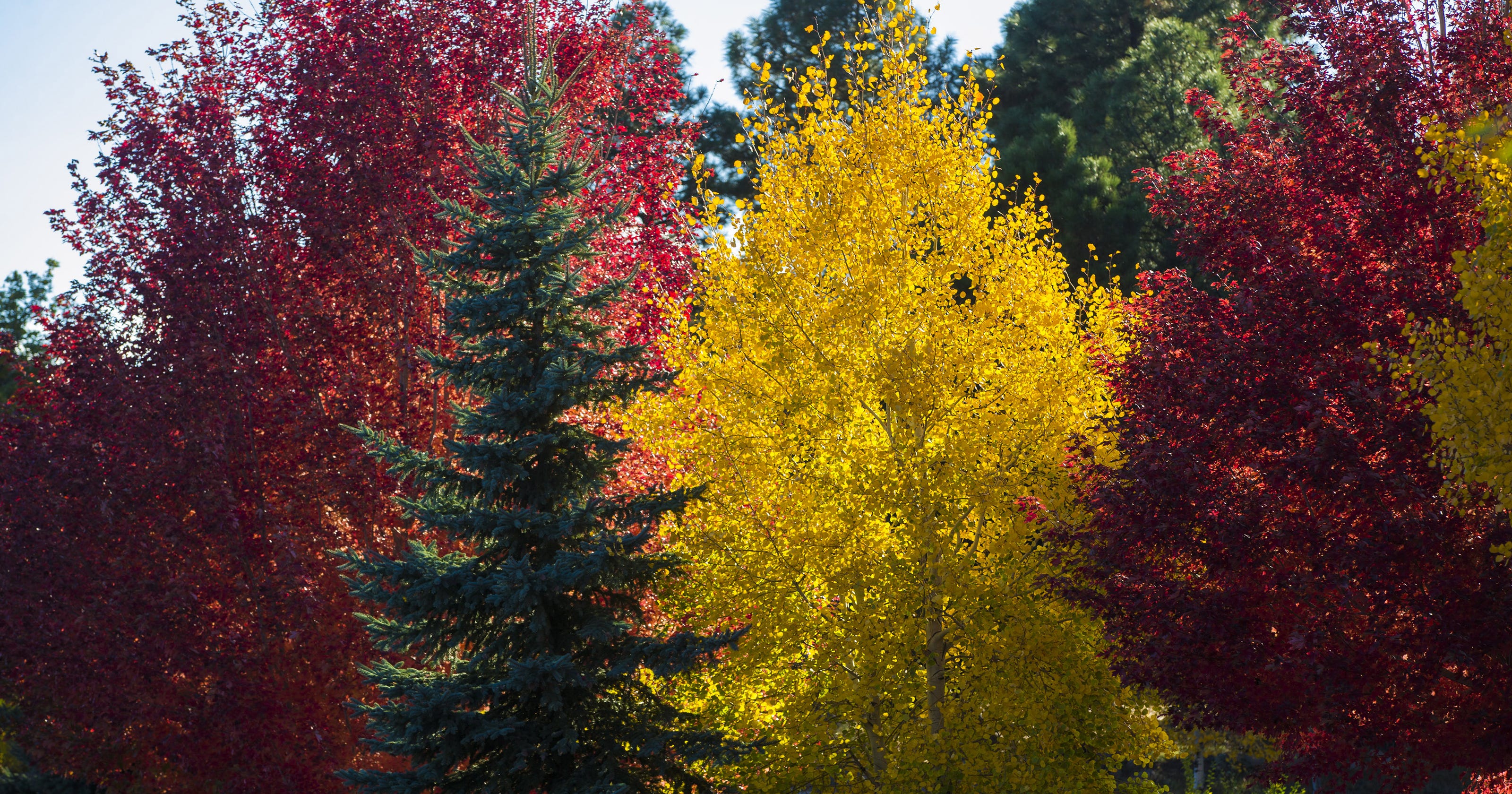 Here's where to see Arizona's fall colors