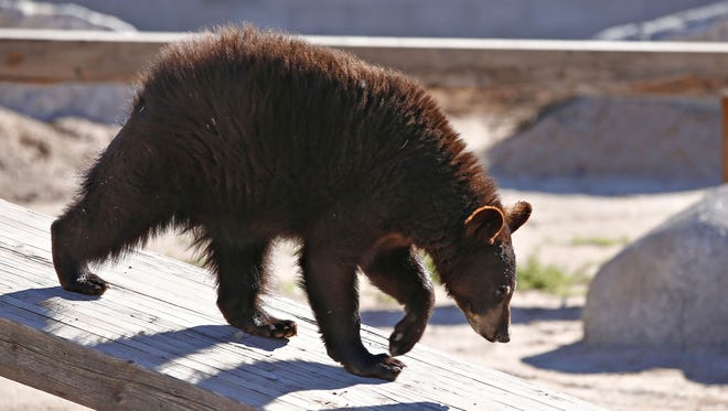 Two 1-year-old black bears have a new enclosure, part of the new 15-acre expansion that features animals of the Americas at the Wildlife World Zoo, Aquarium & Safari Park near Litchfield Park on January 25, 2016.