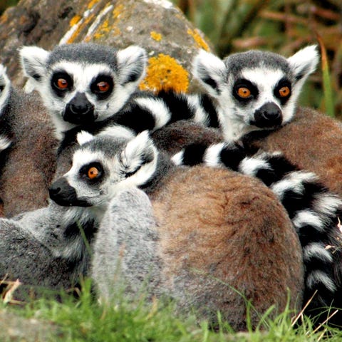 The African island nation of Madagascar has seen t