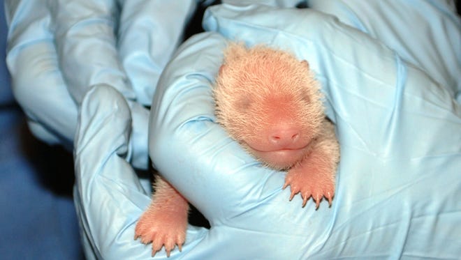 In this photo provided by the Smithsonian's National Zoo, a member of the panda team at the performs the first neonatal exam on the giant panda cub born Friday.