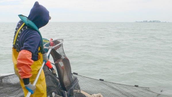 An staff member with the Michigan Department of Natural Resources Fisheries Division nets musky on Lake St. Clair in a 2009 photo. As the DNR conducts fish surveys, some of the catch are shared with the Department of Environmental Quality for analysis of the levels of mercury and other toxins in the fish's tissues.