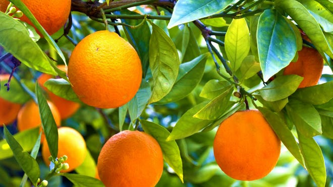 Orangenbaum, der keine Früchte trägt