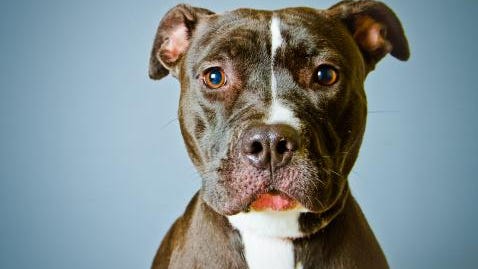 A bill progressing in the Legislature would ban Michigan municipalities from enforcing regulations based solely on a dog’s breed, such as being a pit bull.