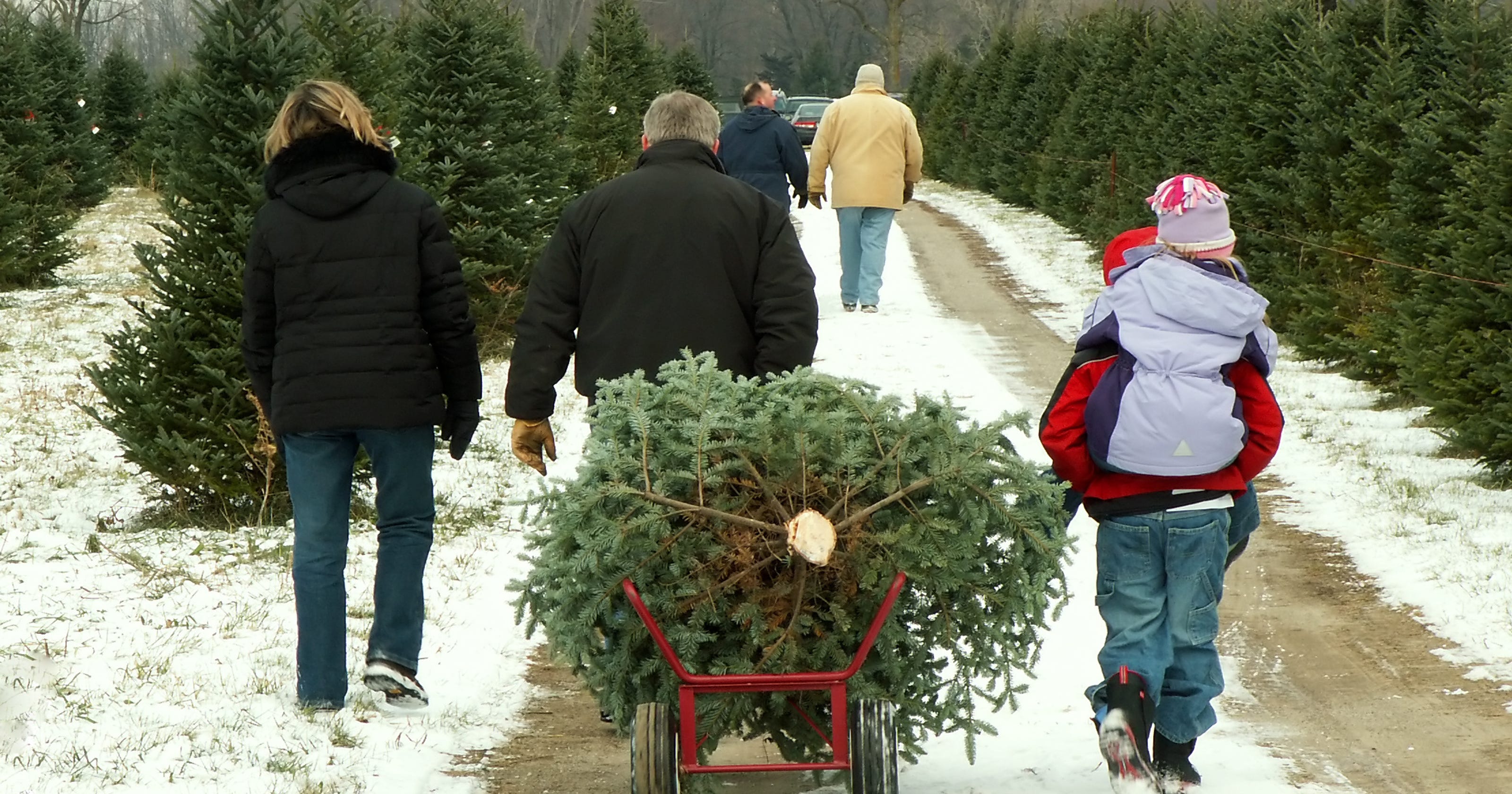 Permits on sale to cut down your own Christmas tree