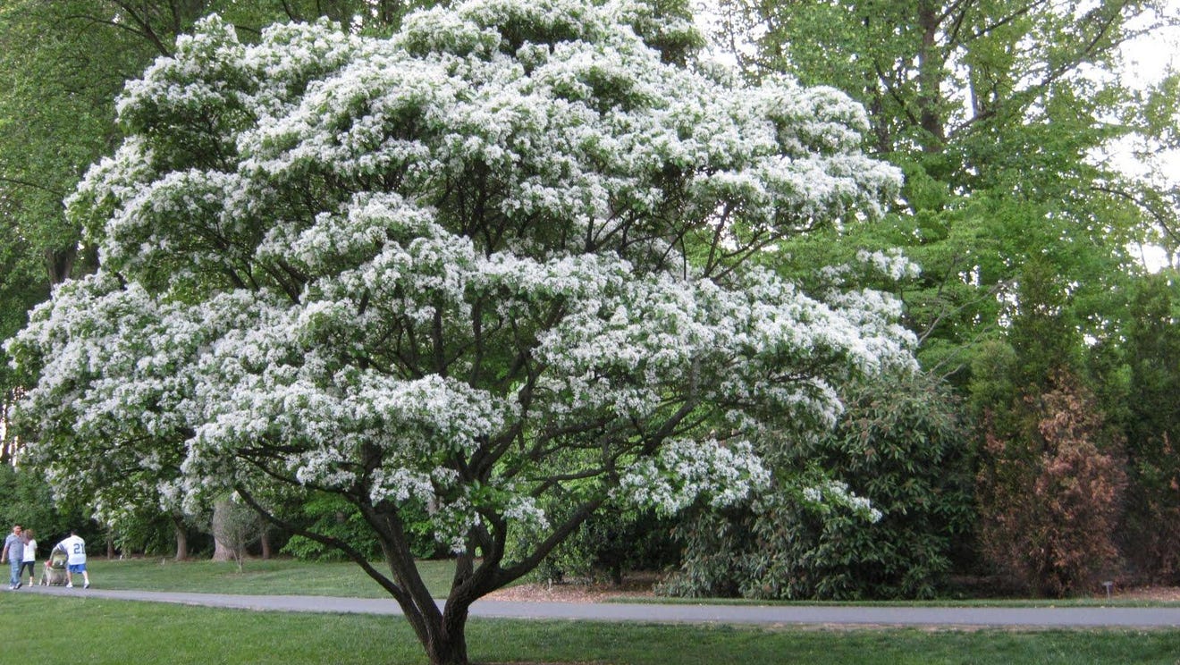 Meet the Chinese fringe tree