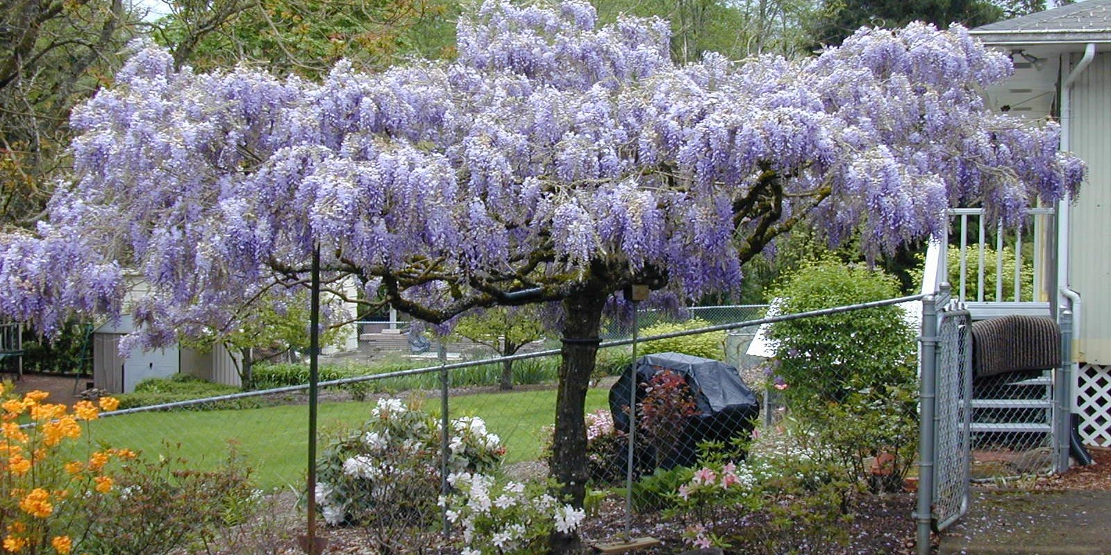 Master Gardener Q&A How to grow wisteria into tree