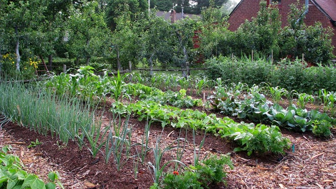 To get the healthiest plants, make sure you plant during each vegetable’s planting window.